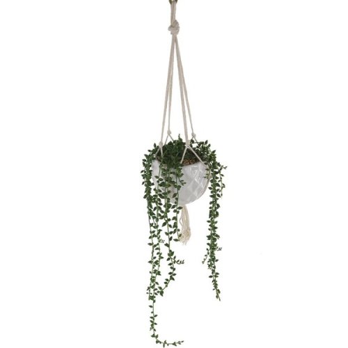 Donkey+Tails+String+of+Pearls+Hanging+Ivy+Plant+in+Pot.jpg
