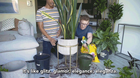 giphy-3.gif