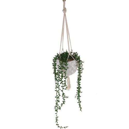 Donkey+Tails+String+of+Pearls+Hanging+Ivy+Plant+in+Pot.jpg